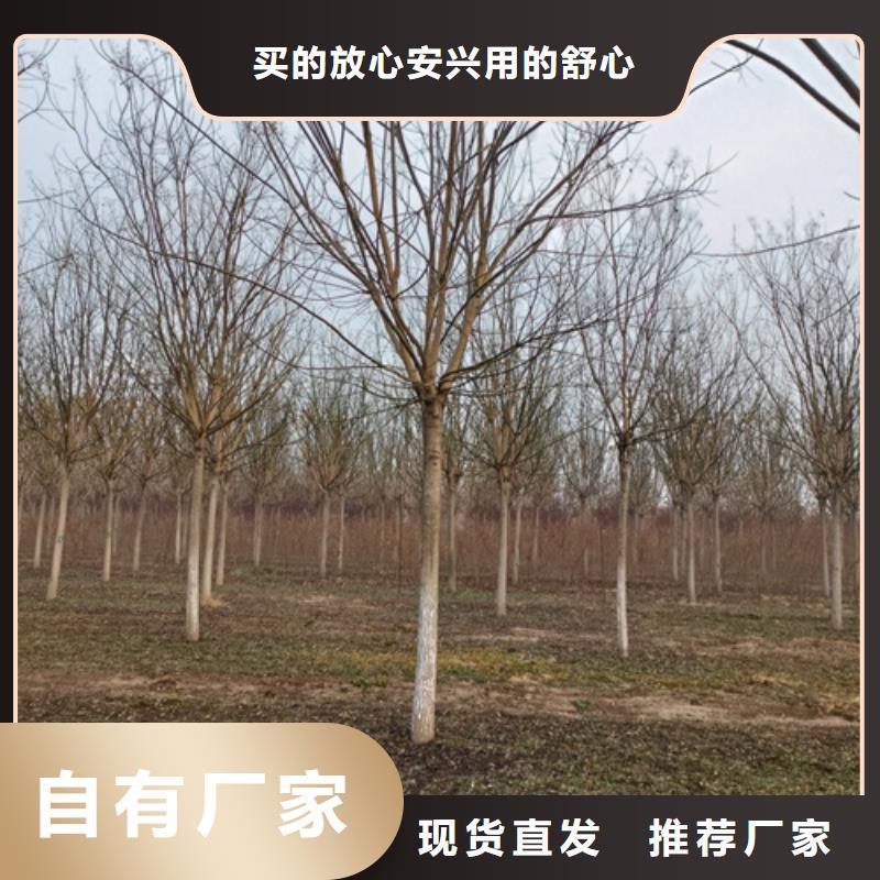 法桐,秋紫白蜡产地采购