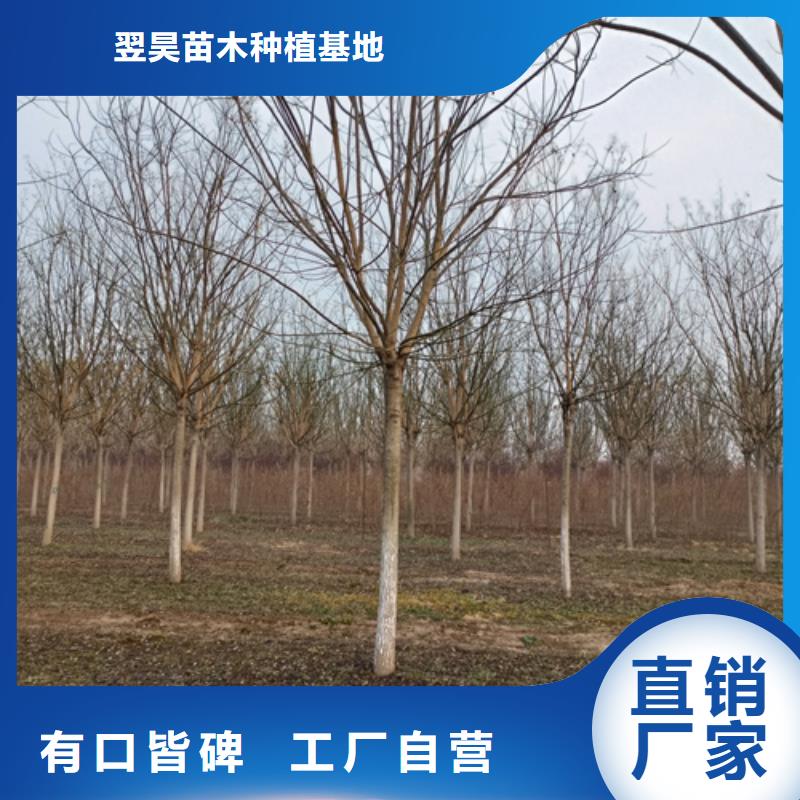 【法桐五角枫厂家技术完善】