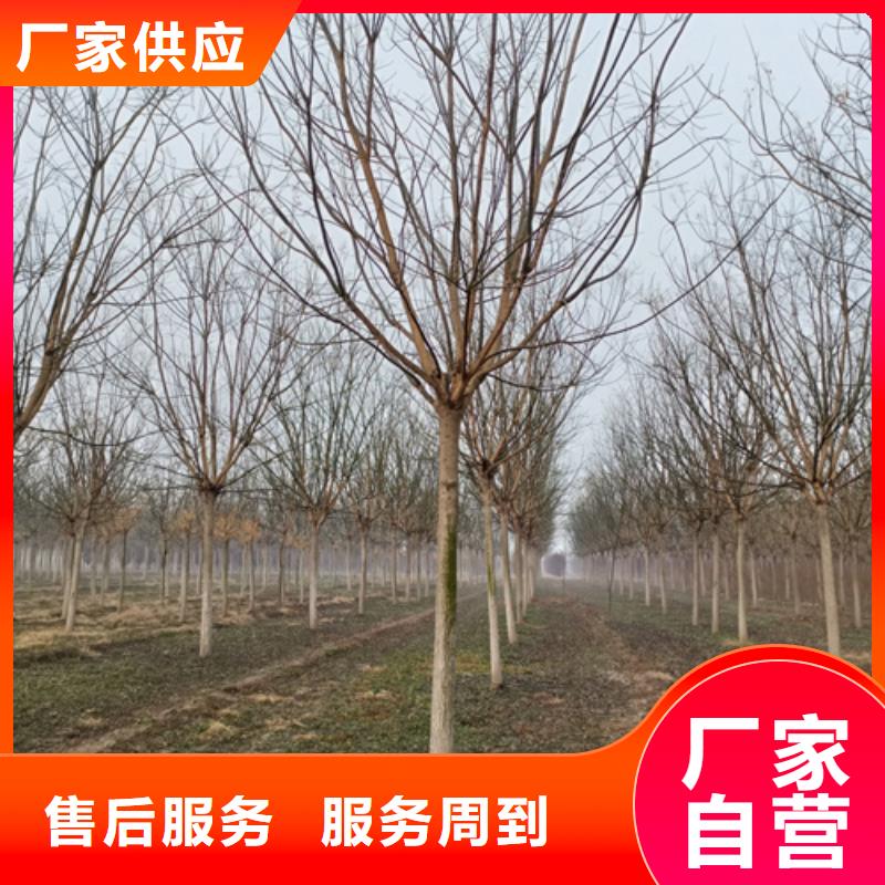 法桐国槐品质做服务
