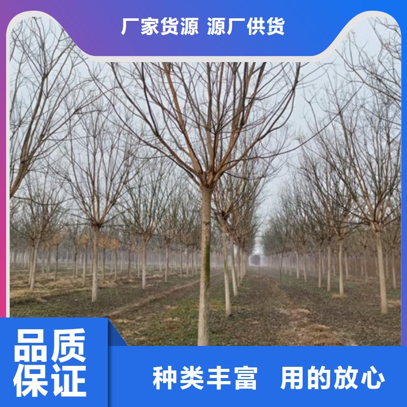 法桐美国红枫以质量求生存