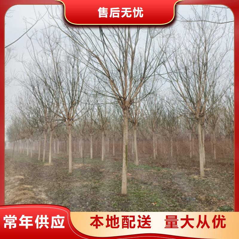 法桐金叶槐定制速度快工期短