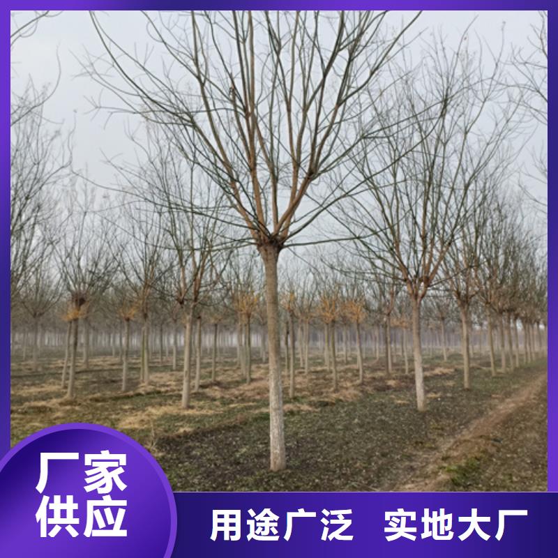 【法桐】-五角枫源头厂家