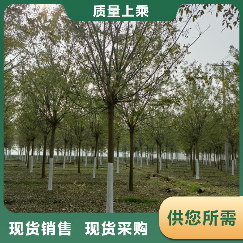 【法桐-美国红枫选择我们选择放心】
