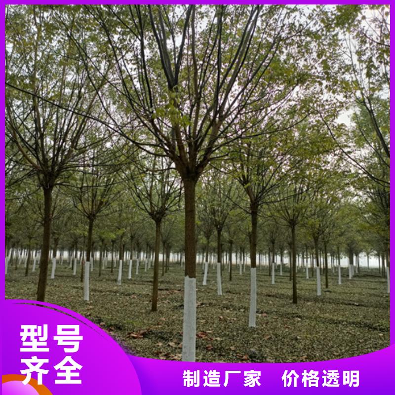 法桐金叶槐用心做好每一件产品