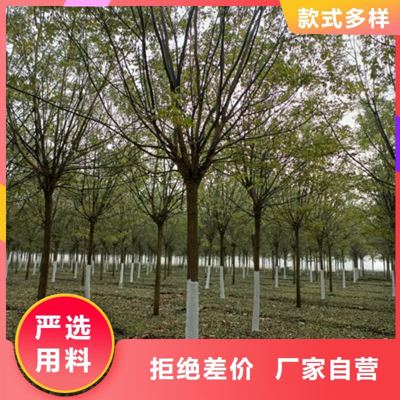 法桐国槐现货齐全售后无忧