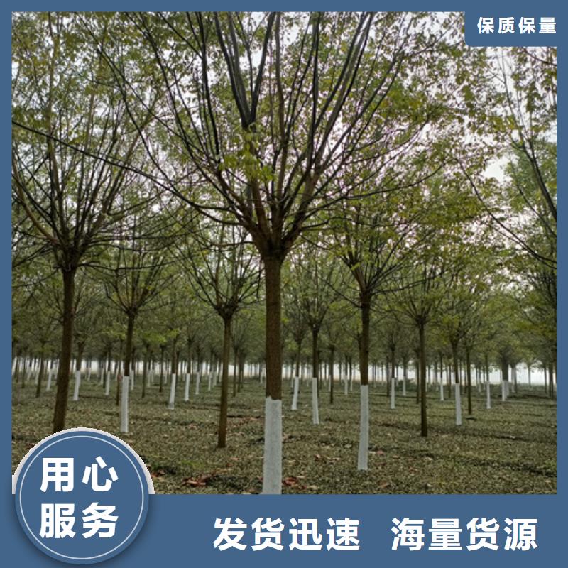 法桐_金叶白蜡源头厂家直销