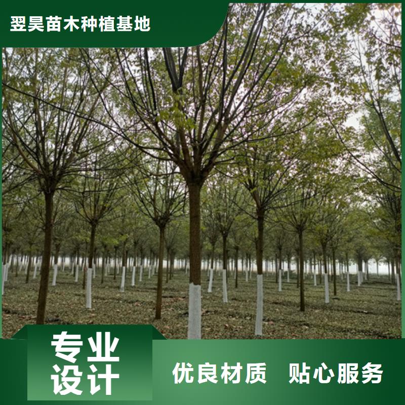 法桐_国槐保质保量