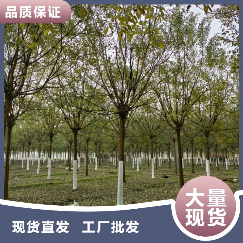 法桐北京栾用心制作