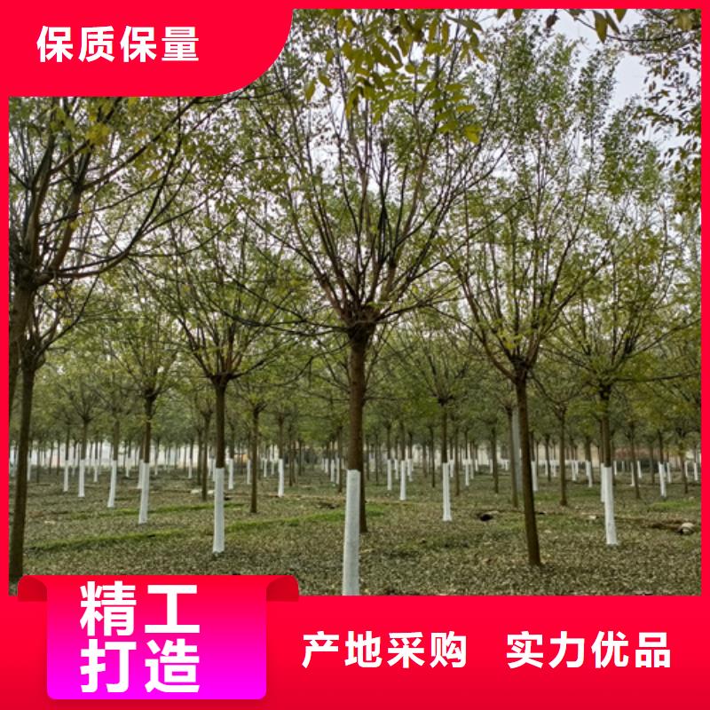 法桐实拍品质保障