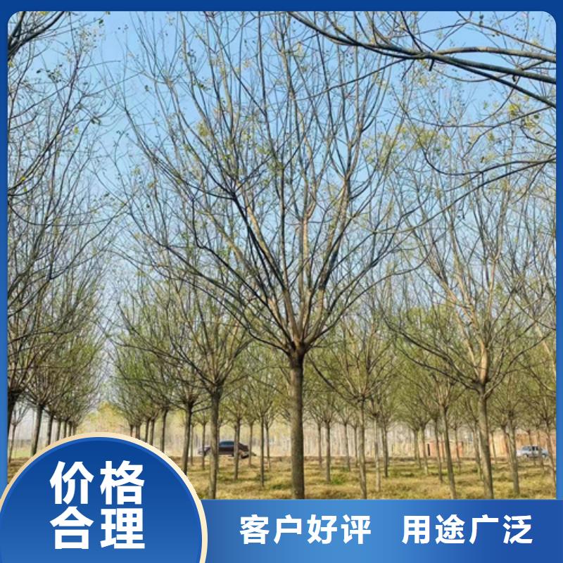 法桐五角枫卓越品质保障
