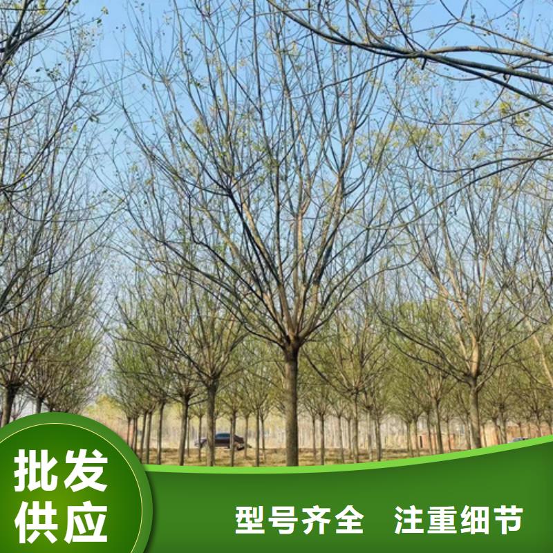 法桐_金叶白蜡源头厂家直销