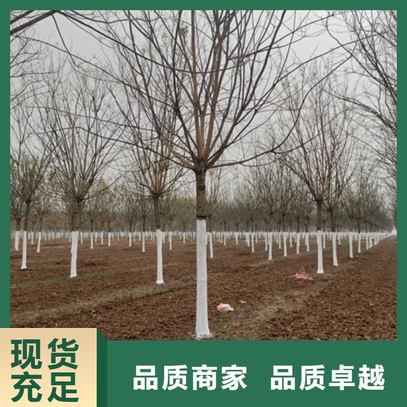 法桐,【金叶复叶槭】多种规格供您选择