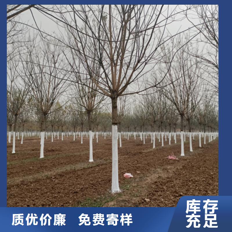 法桐_美国红枫细节决定成败
