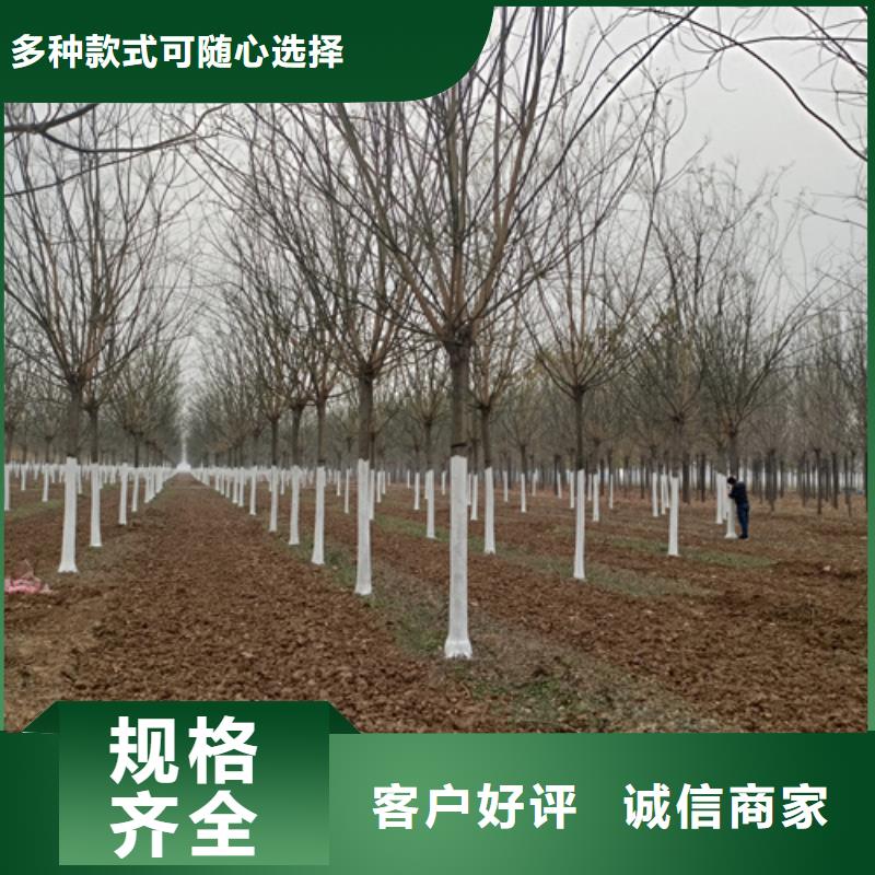 法桐好货有保障
