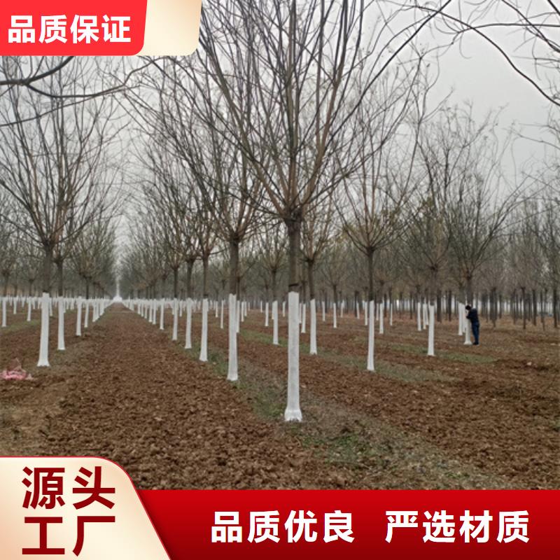法桐截杆发帽厂家案例