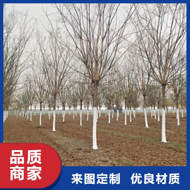 法桐_截杆发帽快速发货