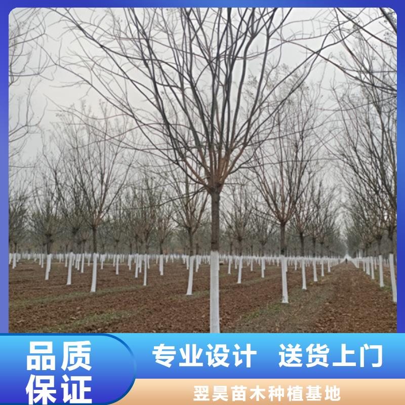 法桐五角枫全新升级品质保障