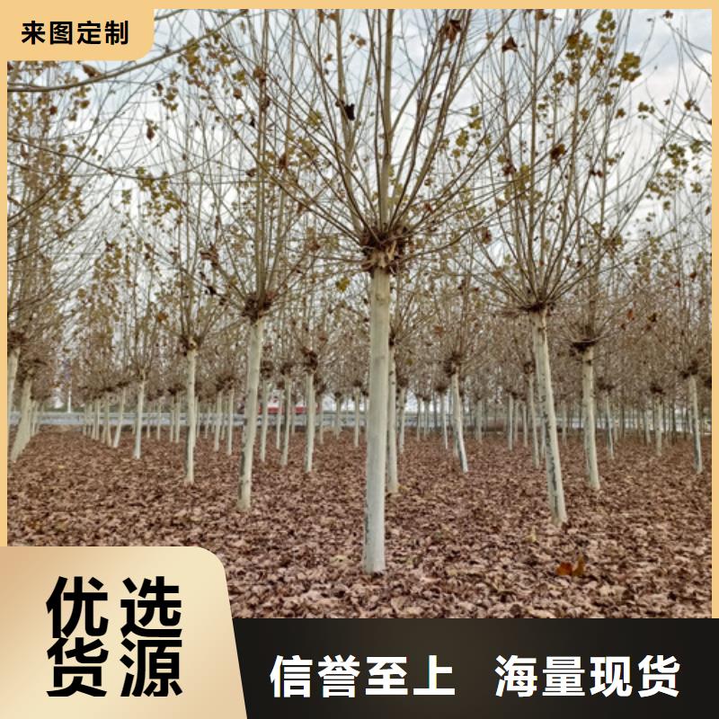 法桐金叶白蜡专注产品质量与服务