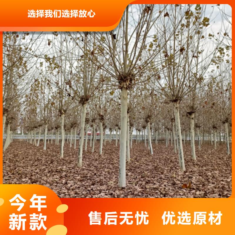 法桐金叶槐用心做好每一件产品