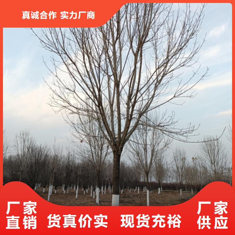 法桐秋紫白蜡从厂家买售后有保障