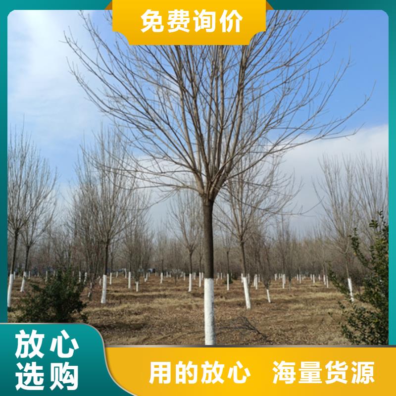 法桐金叶槐定制速度快工期短