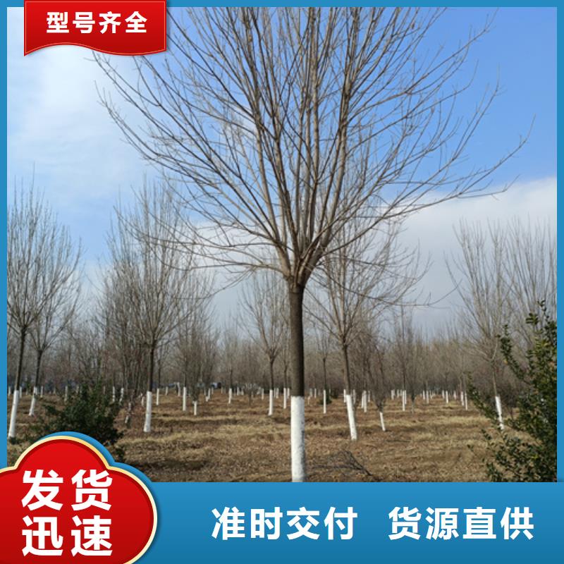 法桐,【金叶复叶槭】多种规格供您选择