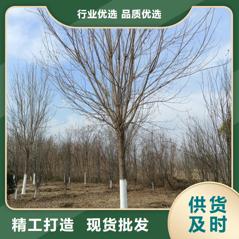 法桐【原生冠法桐】产品实拍