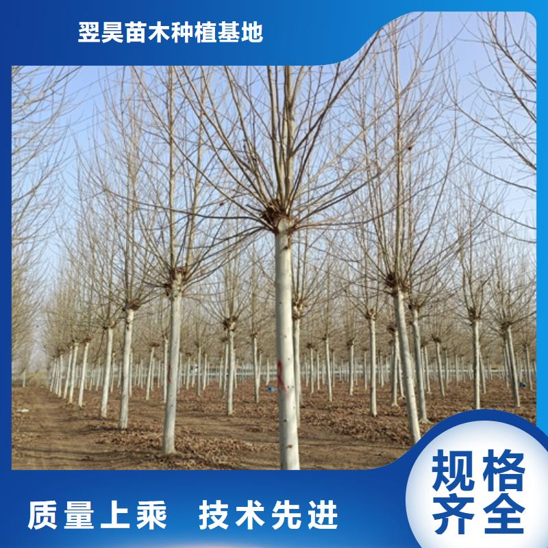 【法桐金叶复叶槭实体诚信经营】