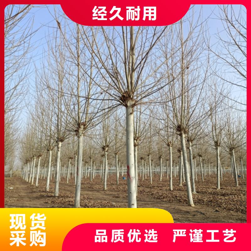 【法桐】国槐出货快