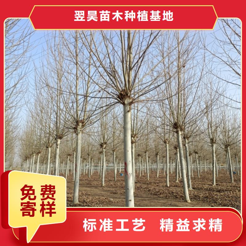 法桐国槐库存丰富