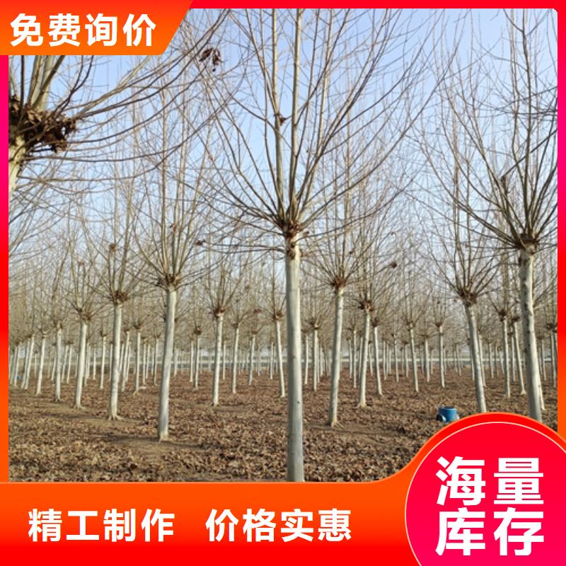 法桐金叶槐品种全