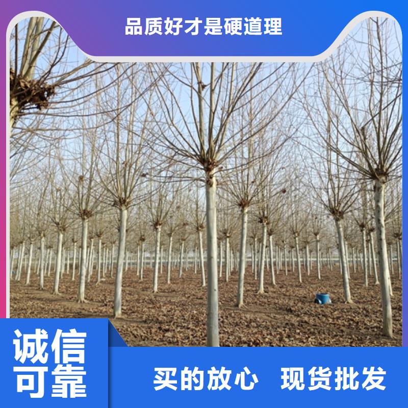 法桐实力商家供货稳定
