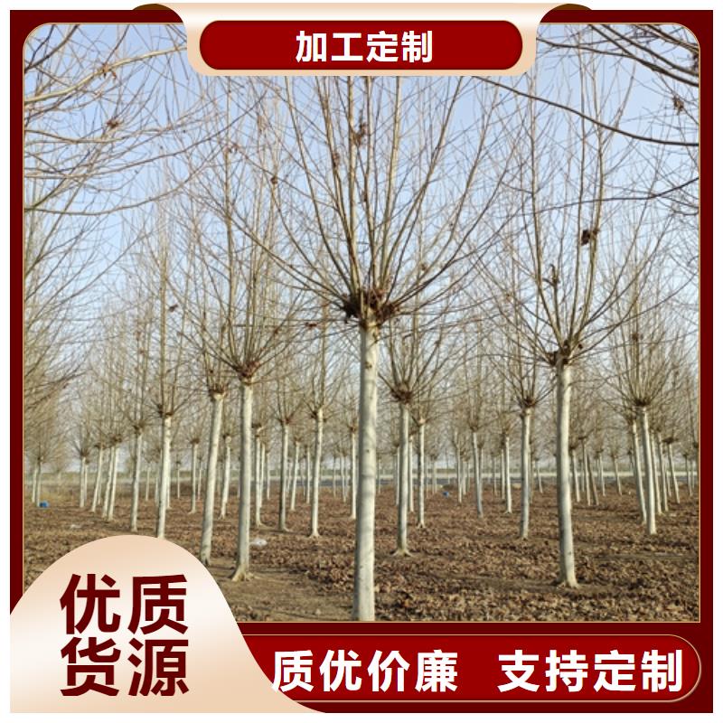 法桐_国槐保质保量