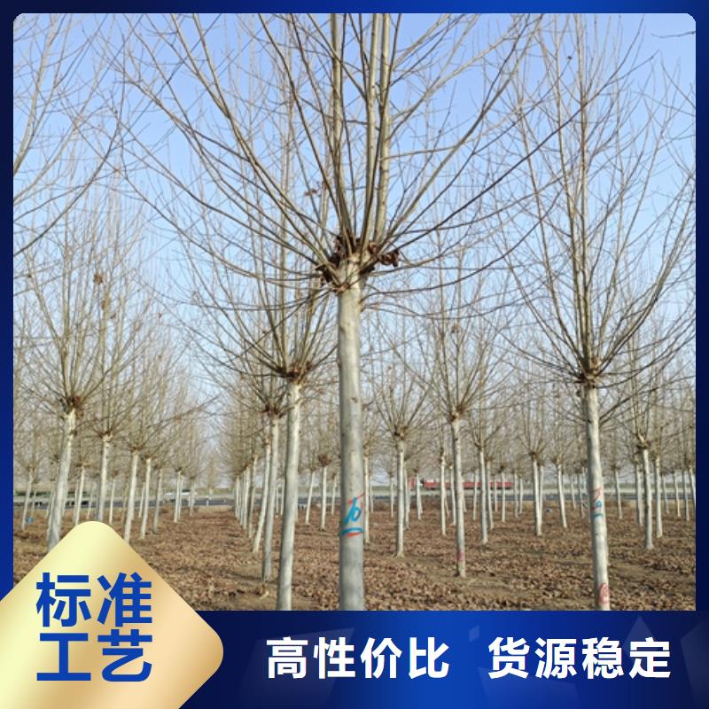 法桐美国红枫直销厂家