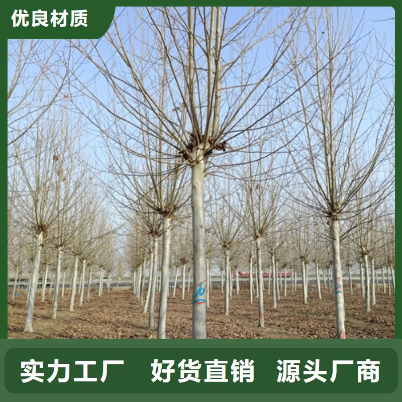 法桐金叶白蜡合作共赢