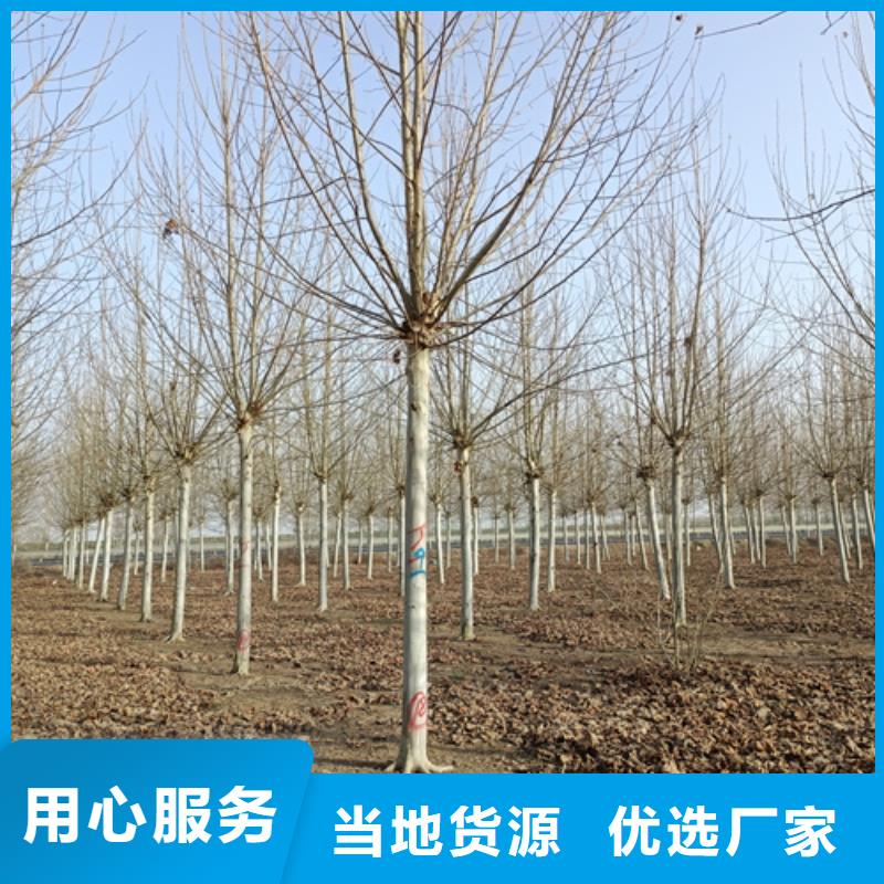 法桐五角枫全新升级品质保障