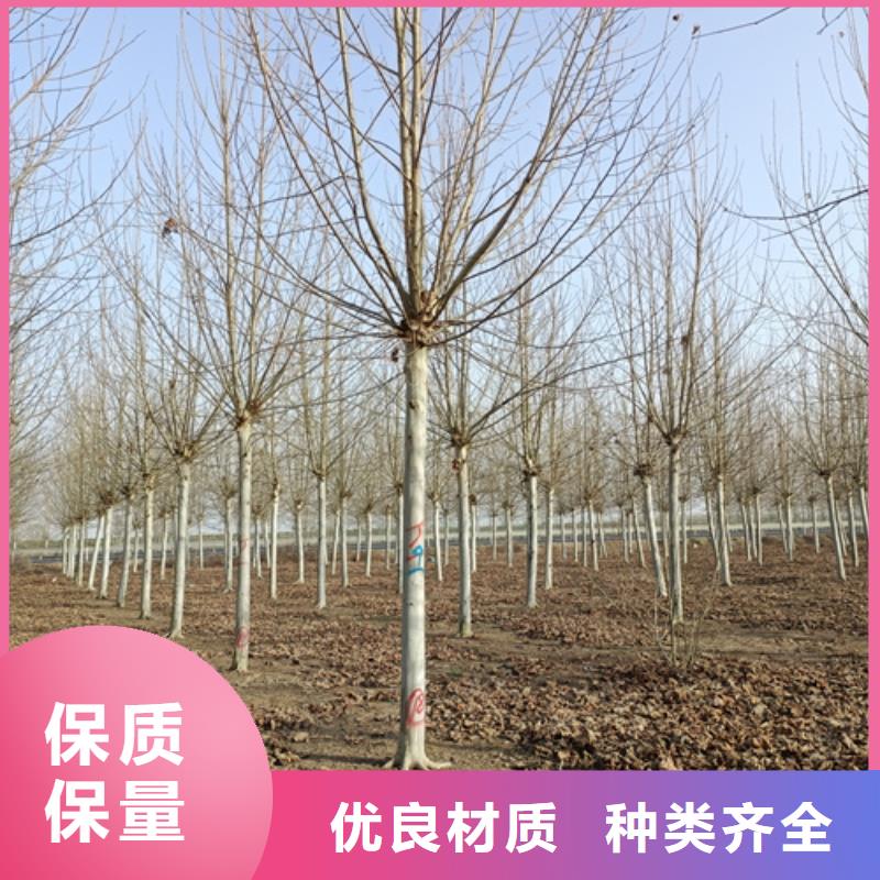 【法桐金叶白蜡品质优良】