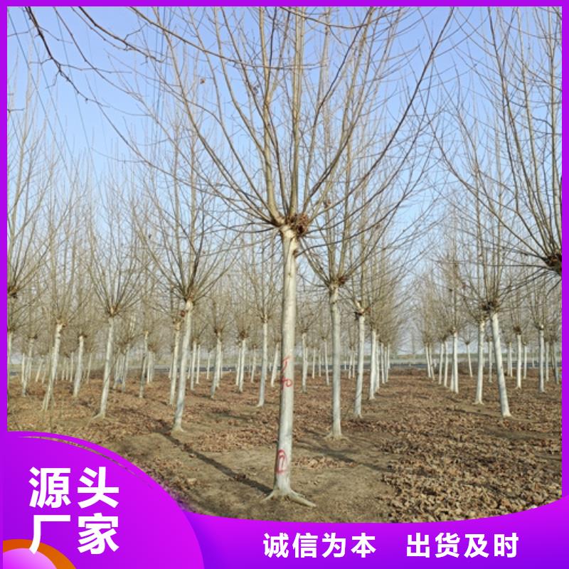 法桐黄金槐拥有核心技术优势
