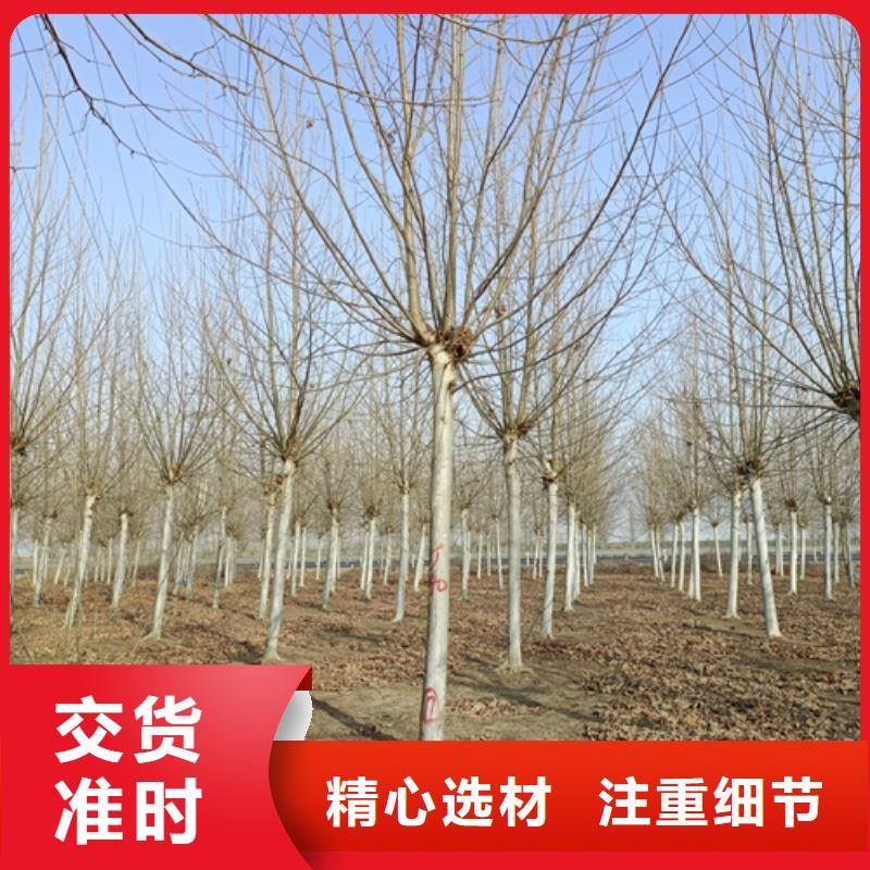法桐白蜡产品实拍