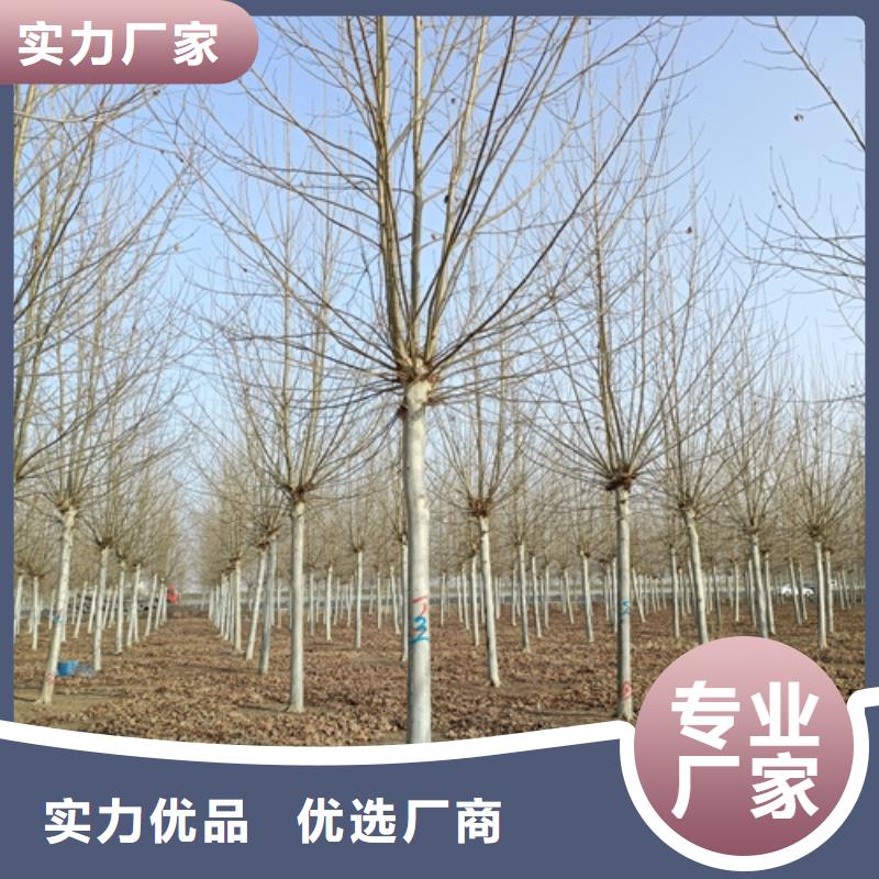 【法桐炫丽海棠真诚合作】