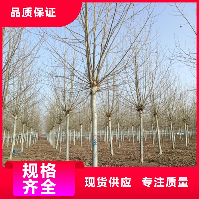 法桐金叶白蜡专注产品质量与服务