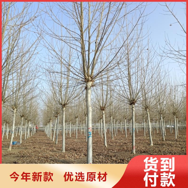 【法桐金叶槐多种款式可随心选择】