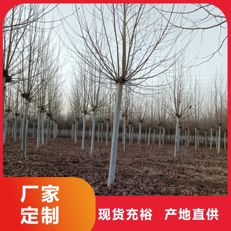 法桐实力公司