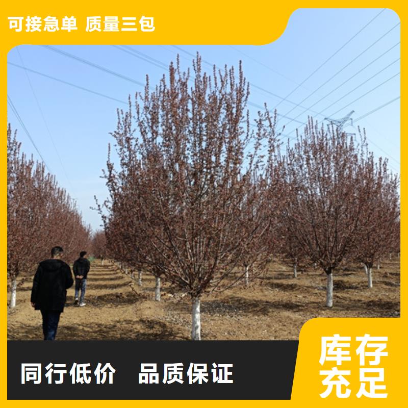法桐,原生冠法桐一站式厂家