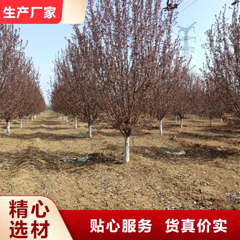 法桐美国红枫可接急单