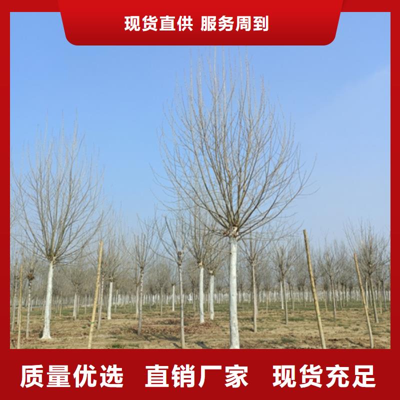 法桐黄金槐多年经验值得信赖