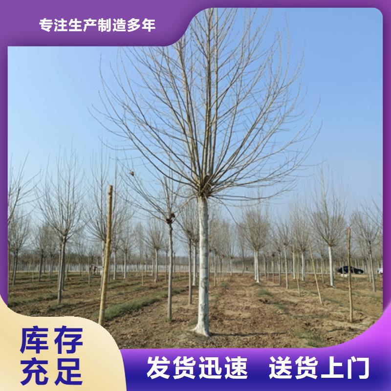 【法桐白蜡买的放心】