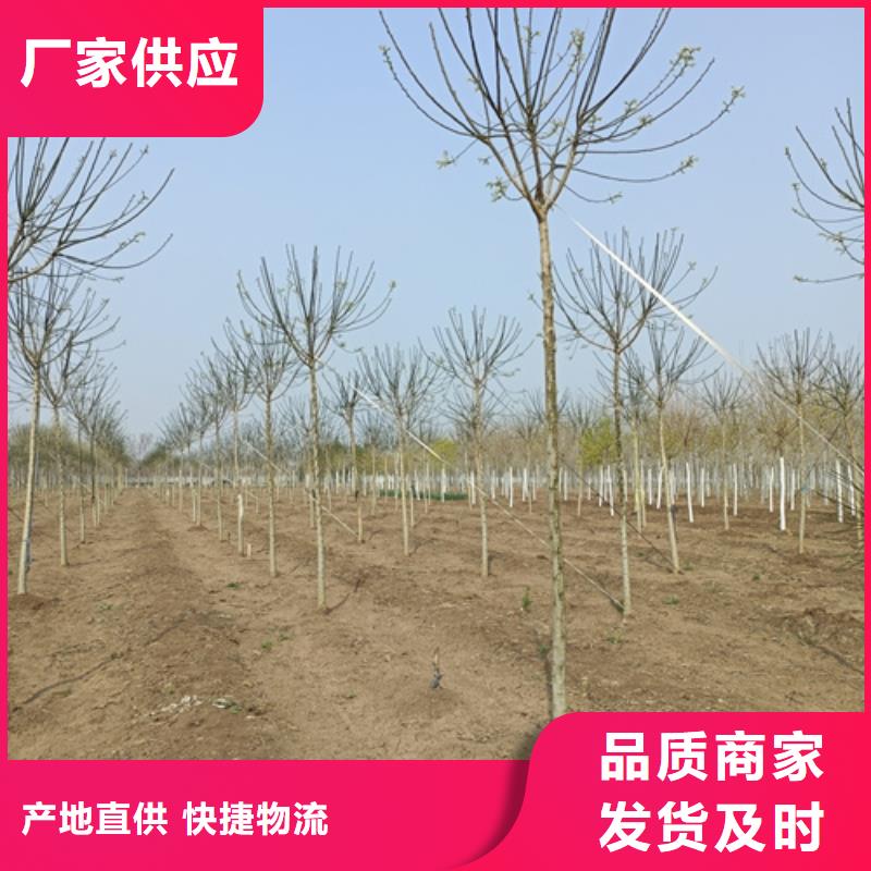 法桐_北京栾选择我们没错