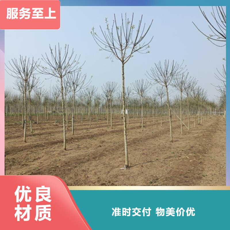 法桐【国槐】丰富的行业经验