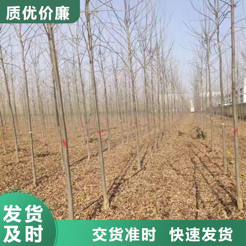 法桐金叶白蜡一手货源源头厂家